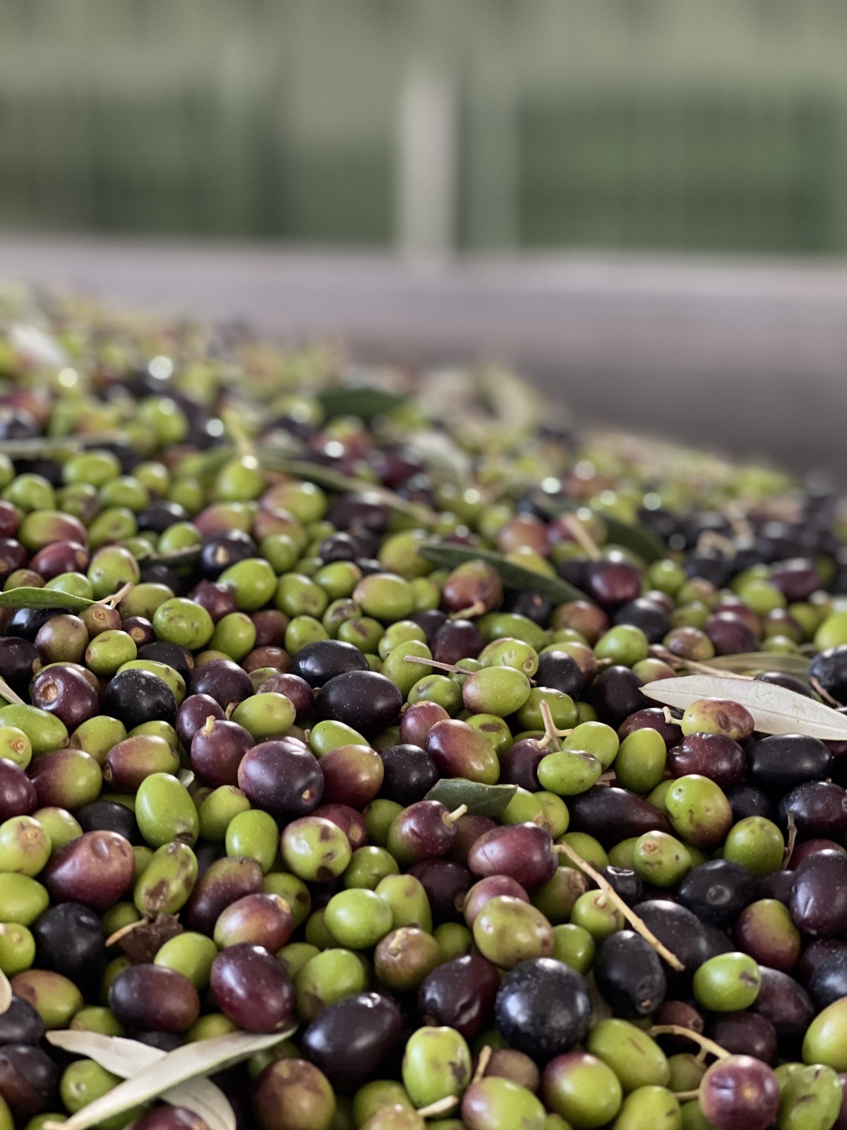 Olive fresche pronte per la molitura